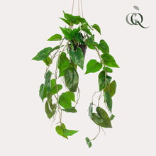 Kunstplant - Philodendron scandens - Klimmende Boomliefhebber - Hoogte ↕ 80cm