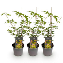 Buitenplant 3x Acer palmatum Sangokaku - Pot Ø 12cm Hoogte ↕ 35cm
