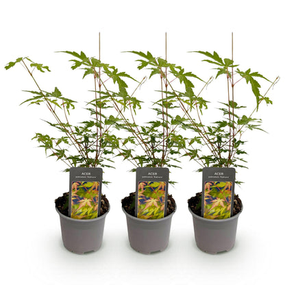 Buitenplant 3x Acer palmatum Sangokaku - Pot Ø 12cm Hoogte ↕ 35cm