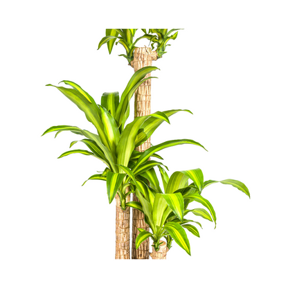 XL kamerplant - Dracaena Fragrans Massangeana - Pot Ø 24cm Hoogte ↕ 130-150cm