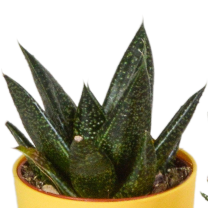 Kamerplant 5x Gasteria/Haworthia mix - Pot Ø 5,5cm