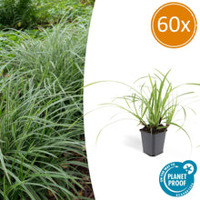 Buitenplant 60x Carex morrowii 'Ice Dance' - Pot Ø 9cm Hoogte ↕ 10-25cm