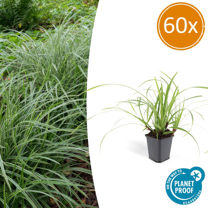 Buitenplant 60x Carex morrowii 'Ice Dance' - Pot Ø 9cm Hoogte ↕ 10-25cm