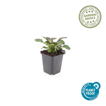 Buitenplant 24x Ajuga reptans 'Catlin's Giant' - Bloeiend - Pot Ø 9cm Hoogte ↕ 10-25cm