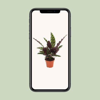 Kamerplant - Calathea Insignis - Pot Ø 12cm Hoogte ↕ 50cm