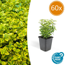 Buitenplant 60x Euonymus fort. 'Emerald 'n Gold' - Pot Ø 9cm Hoogte ↕ 10-25cm