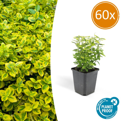 Buitenplant 60x Euonymus fort. 'Emerald 'n Gold' - Pot Ø 9cm Hoogte ↕ 10-25cm
