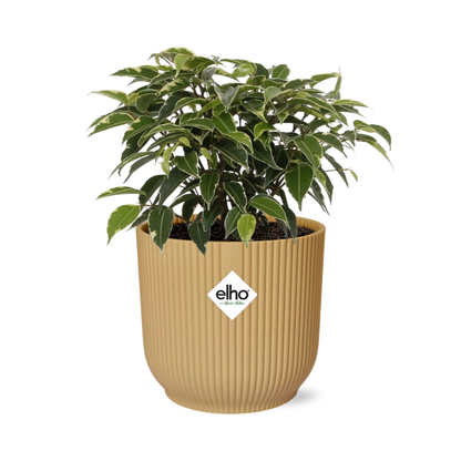 Kamerplant - Ficus Benjamina Kinky - Pot Ø 14cm