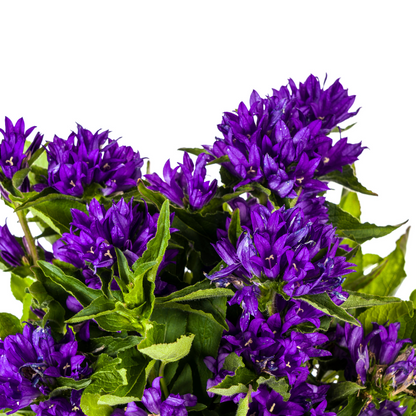 Buitenplant - Campanula Glomerata Genti Blue - Bloeiend - Pot Ø 19cm Hoogte ↕ 30-40cm