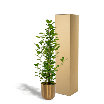 Kamerplant - Ficus microcarpa Moclame - Inclusief sierpot - Pot Ø 21cm Hoogte ↕ 95cm