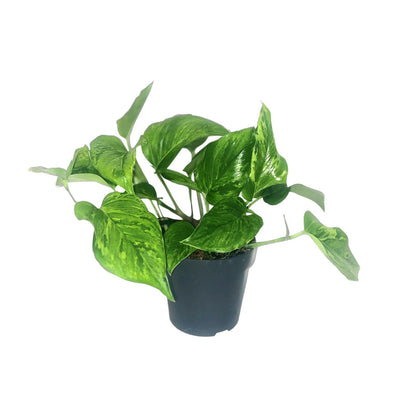 Kamerplant - Scindapsus Pictus Trebie - Pot Ø 12cm Hoogte ↕ 20cm