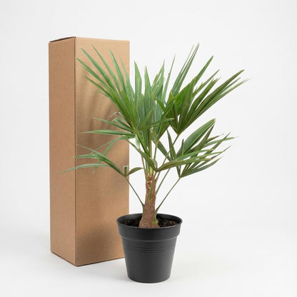 Buitenplant - Trachycarpus fortunei - Winterhard - Pot Ø 21cm Hoogte ↕ 90-100cm