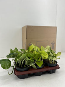 Kamerplant 6x Epipremnum Mix - Pot Ø 12cm Hoogte ↕ 15cm