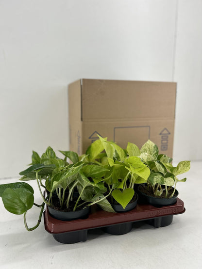 Kamerplant 6x Epipremnum Mix - Pot Ø 12cm Hoogte ↕ 15cm