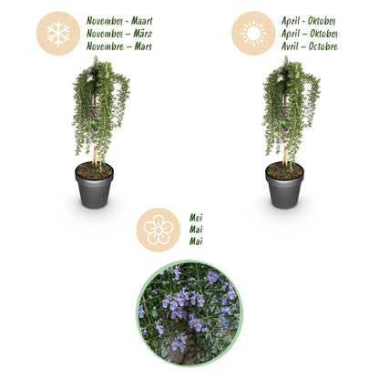Buitenplant - Rosmarinus officinalis Prostratus op Stam - Winterhard - Pot Ø 19cm Hoogte ↕ 90cm