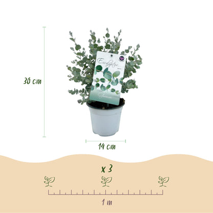 Buitenplant 6x Eucalyptus gunnii - Winterhard - Pot Ø 14cm Hoogte ↕ 30cm