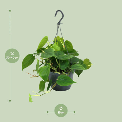 Kamerplant - Philodendron Scandens - Pot Ø 15cm Hoogte ↕ 35cm