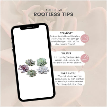 Kamerplant - ROOTLESS Echeveria Medium Mix GIY Box