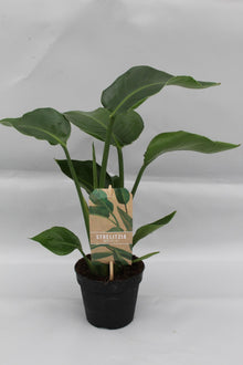 Kamerplant - Strelitzia Nicolai - Pot Ø 13cm Hoogte ↕ 35cm