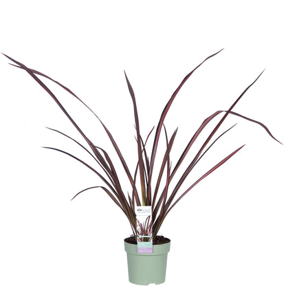 Buitenplant - Phormium 'Pink Flamingo' - Pot Ø 14cm Hoogte ↕ 50cm