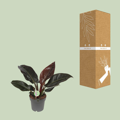 Kamerplant - Philodendron Imperial Red - Pot Ø 19cm Hoogte ↕ 55cm