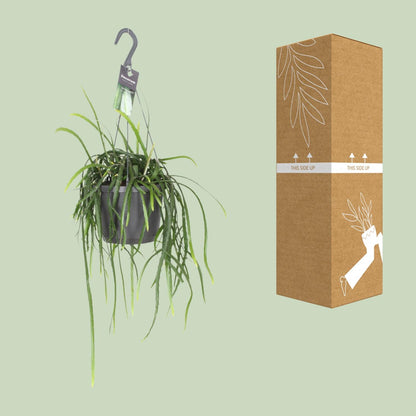Kamerplant - Lepisium Bolivianum - Hangplant - Pot Ø 17cm Hoogte ↕ 40cm