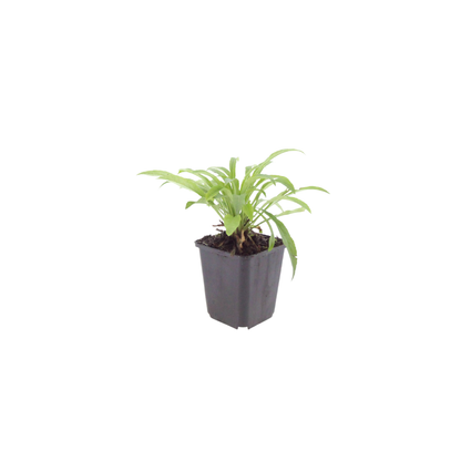 Buitenplant 6x Campanula pers. 'Coerulea' - Bloeiend - Pot Ø 9cm Hoogte ↕ 10-25cm