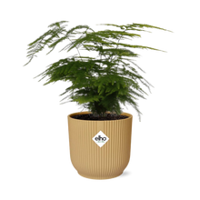 Kamerplant - Asparagus Setaceus 'Plumosus' - Pot Ø 14cm