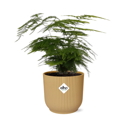 Kamerplant - Asparagus Setaceus 'Plumosus' - Pot Ø 14cm