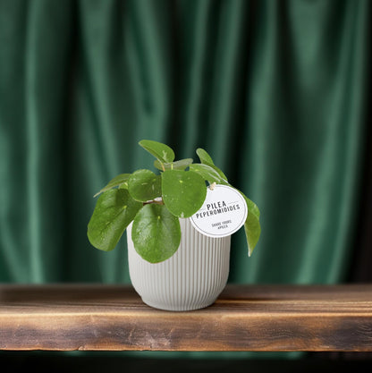 Kamerplant - Pilea White Splash - Pot Ø 13cm Hoogte ↕ 20cm