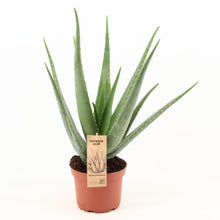 Kamerplant - Aloe Vera - Pot Ø 19cm Hoogte ↕ 70cm