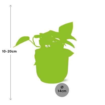 Kamerplant - Epipremnum Pinnatum 'Golden Pothos' - Pot Ø 14cm