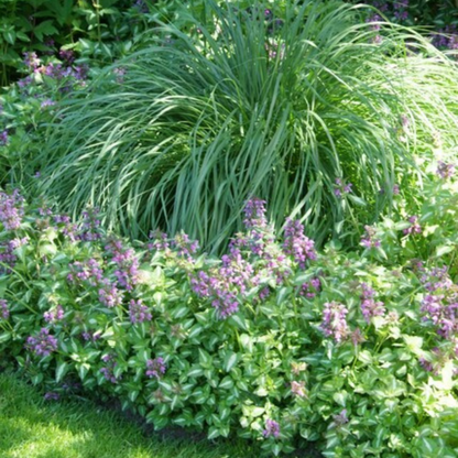 Buitenplant 6x Lamium - Dovenetel Pluggen - Bodembedekker