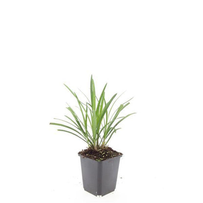 Buitenplant 48x Liriope muscari 'Ingwersen' - Pot Ø 9cm Hoogte ↕ 10-25cm