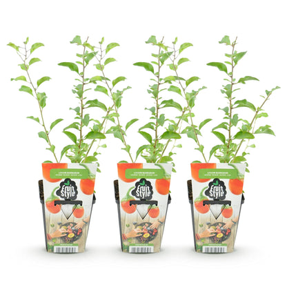 Buitenplant 3x Lycium barbarum (Goji bes) - Winterhard - Pot Ø 9cm Hoogte ↕ onbekend