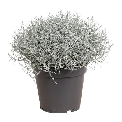 Buitenplant - Leucophyta (Calocephalus) Brownii - Pot Ø 17cm Hoogte ↕ 30cm