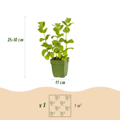 Buitenplant 8x Borderpakket Thee & Kruiden - Weinig onderhoud - Pot Ø 11cm Hoogte ↕ 10-25cm