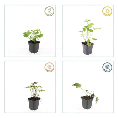 Buitenplant 24x Anemone hyb. 'Honorine Jobert' - Bloeiend - Pot Ø 9cm Hoogte ↕ 10-25cm