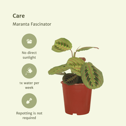 Kamerplant 2x Maranta Fascinator (Pijlwortel) - Pot Ø 12cm Hoogte ↕ 20cm