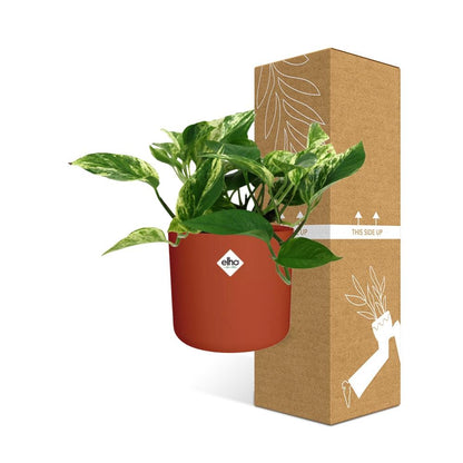 Kamerplant - Scindapsus (Epipremnum) Marble Queen - Pot Ø 14cm