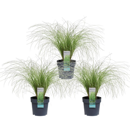 Buitenplant 3x Carex comans 'Frosted Curls' - Pot Ø 14cm Hoogte ↕ 30cm