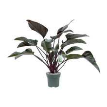 Kamerplant - Philodendron Red Beauty - Luchtzuiverend - Pot Ø 27cm Hoogte ↕ 60cm