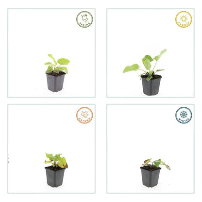 Buitenplant 6x Phlomis russeliana - Pot Ø 9cm Hoogte ↕ 10-25cm