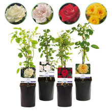 Buitenplant 4x Klimroos Rosa Rainbow - Bloeiend - Pot Ø 11cm Hoogte ↕ 40cm