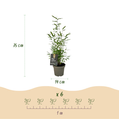 Buitenplant 2x Fargesia Black Dragon - Bladhoudend - Pot Ø 14cm Hoogte ↕ 35cm