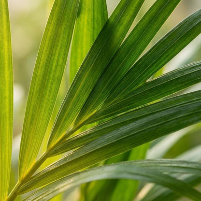 Kamerplant 4x Areca Dypsis Lutescens Goudpalm - Pot Ø 12cm Hoogte ↕ 40cm