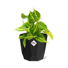 Kamerplant - Philodendron Scandens 'Brasil' - Pot Ø 14cm