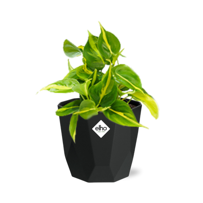 Kamerplant - Philodendron Scandens 'Brasil' - Pot Ø 14cm