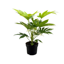 Kamerplant - Fatsia Japonica Spider Web - Pot Ø 17cm Hoogte ↕ 50cm
