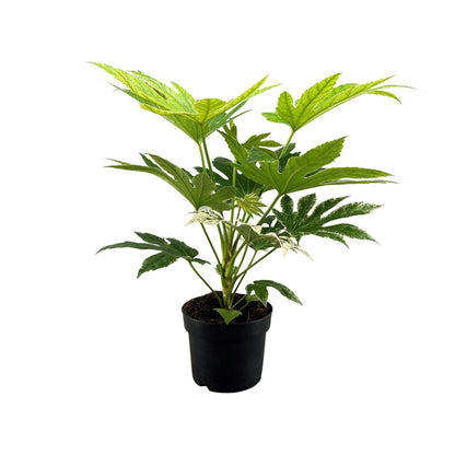 Kamerplant - Fatsia Japonica Spider Web - Pot Ø 17cm Hoogte ↕ 50cm